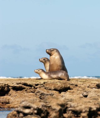 Sea Lions sitting on the rocks, Baird Bay, Eyre Peninsula, South Australia, Australia clipart