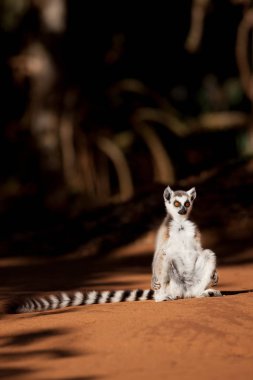 A Ring Tailed Lemur, Berenty Reserve, Madagascar. Ring Tailed Lemurs must sunbathe in the mornings in order to raise their body temperature after the cold night. clipart