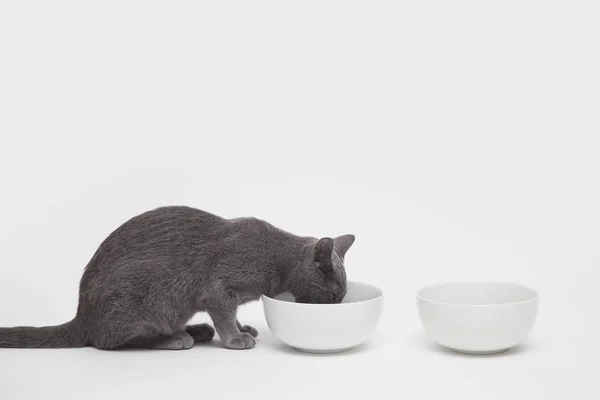 Studio Shot Van Russisch Blauw Kitten Eten Van Twee Kommen — Stockfoto