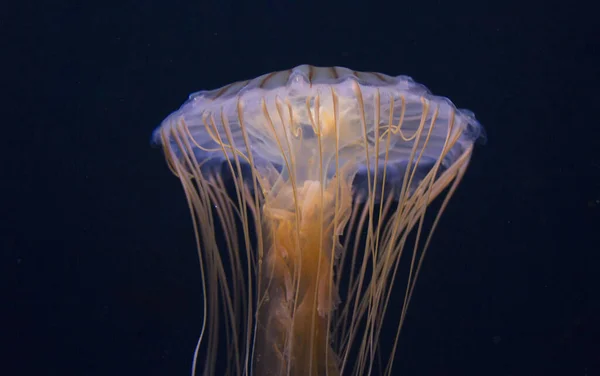 水母海水下 海洋生物 — 图库照片