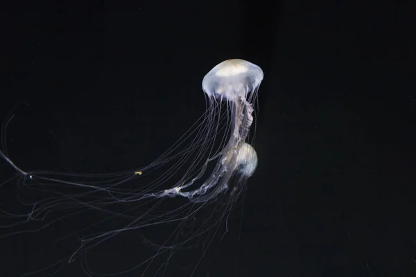 水母海水下 海洋生物 — 图库照片