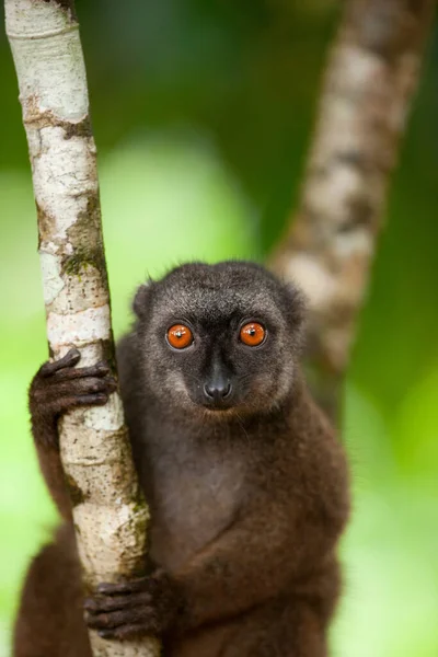 Uma Fêmea White Fronted Brown Lemur Reserva Insular Nosy Mangabe — Fotografia de Stock