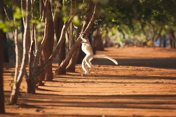 Verreauxs \'Dancing\' Sifaka, Berenty Reserve, Madagascar. These Lemurs have evolved to run across ground when tree canopies are too far apart.