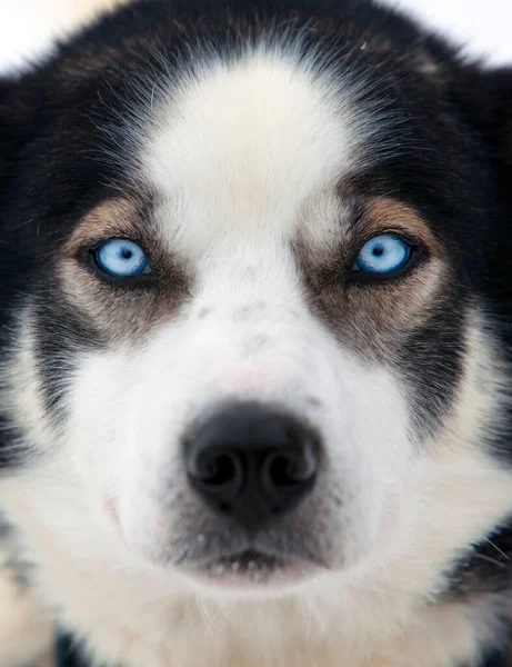 Helderblauwe Ogen Van Een Alaska Husky Karasjok Finnmark Noord Noorwegen — Stockfoto