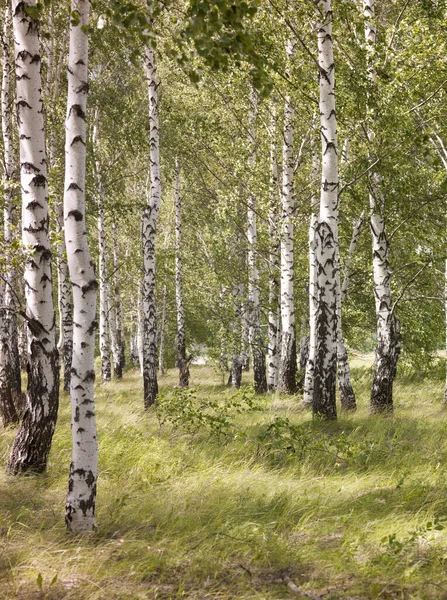 Floresta Bétula Prata Perm Rússia — Fotografia de Stock