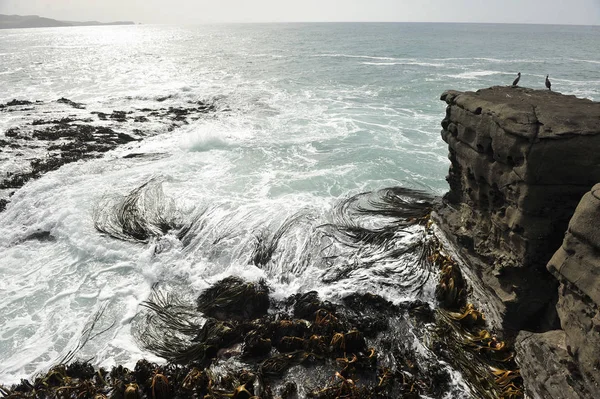 2012年1月ニュージーランドの南島のカリンズのCurio Bayで入ってくる潮流の中で 海藻が渦巻いています — ストック写真