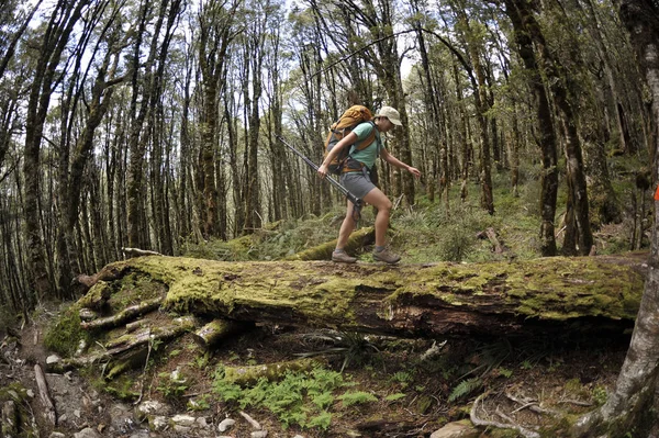 Vrouw Backpacker Wandelt Een Steile Pad Omhoog Door Beukenbos Mount — Stockfoto