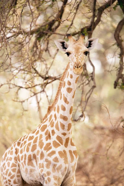 Une Girafe Vue Dans Parc National Waza Nord Cameroun — Photo