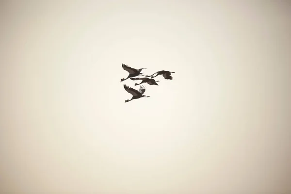 カメルーン北部のワザ国立公園を飛ぶ黒い冠型クレーン — ストック写真