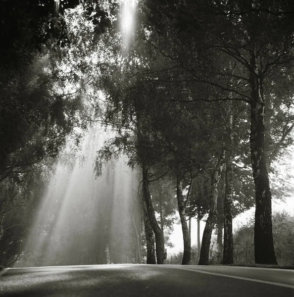 Licht Schijnt Door Bomen Langs Een Landweg Het Eiland Rugen — Stockfoto