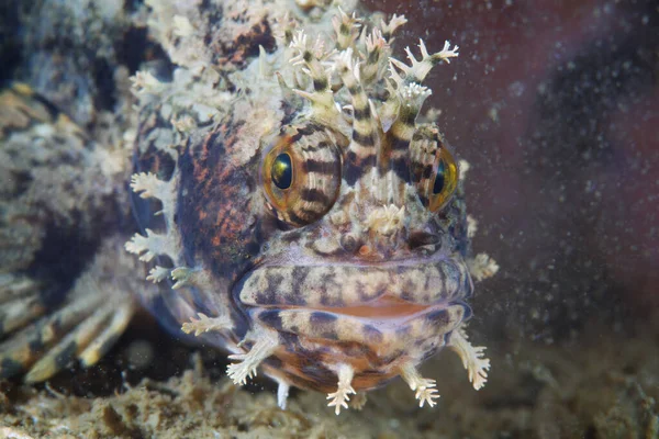 Chirolophis Saitone Poisson Dos Épineux Mer Japon — Photo