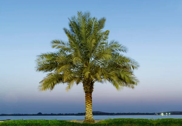 Date Palm Tree Adu Dhabi Emirados Árabes Unidos — Fotografia de Stock