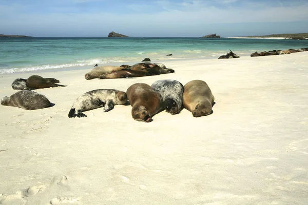 Galapagos Oroszlánfókák Zalophus Wollebaeki Galapagos Szigetek Ecuador — Stock Fotó