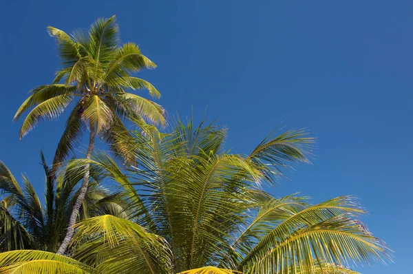 Пальмы Laughing Bird Cay Placencia Belize — стоковое фото