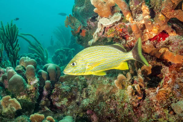 Striped Fish Swimming Underwater Reef — Stock Photo, Image