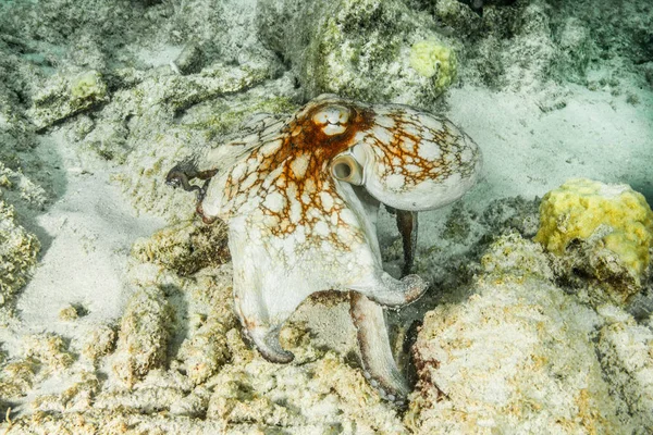 Octopus Nadando Recifes Subaquáticos — Fotografia de Stock