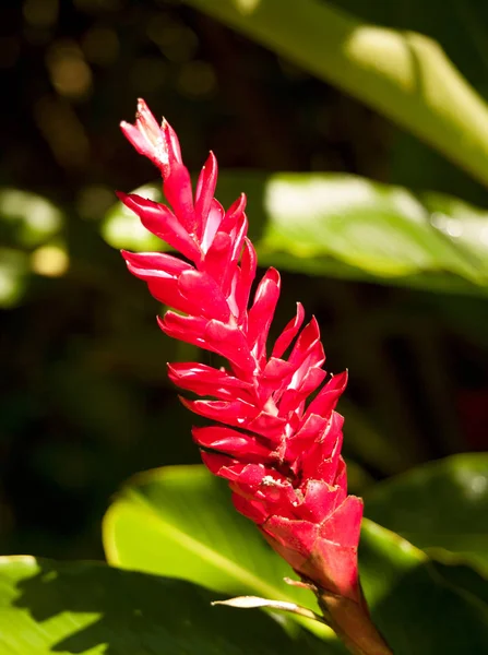 ハワイのカウアイで育つ赤い生姜 — ストック写真