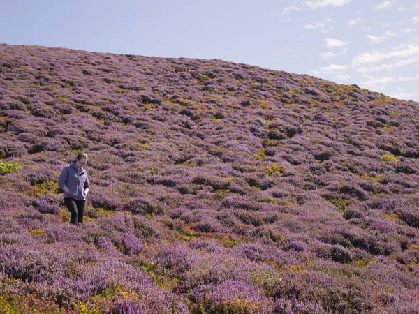 Walker in heather landscape, Conwy Mountain, North Wales