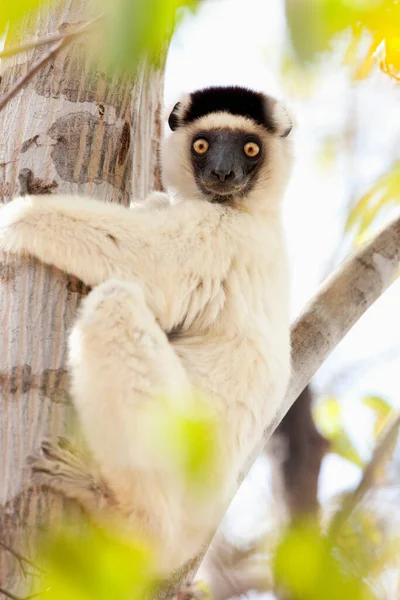Sifaka Lemur Lemur Dançando Parque Nacional Kirindy Mitea Madagascar — Fotografia de Stock