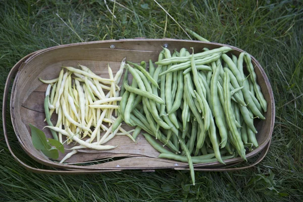Variety Beans Wooden Trug — Stock Photo, Image