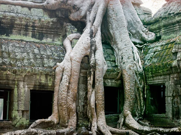 Gruesas Raíces Árboles Crecidas Sobre Las Paredes Templo Angkor Provincia — Foto de Stock