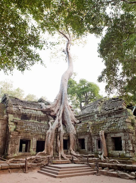 Árbol Crece Través Las Ruinas Del Templo Prohm Angkor Siem — Foto de Stock