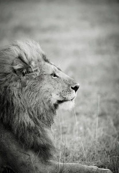 Ένα Αρσενικό Λιοντάρι Στο Conservancy Cottars Κένυα — Φωτογραφία Αρχείου