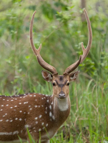 Chital Spotted Deer Muthanga Wildlife Sanctuary Wayanad Kerala — Zdjęcie stockowe