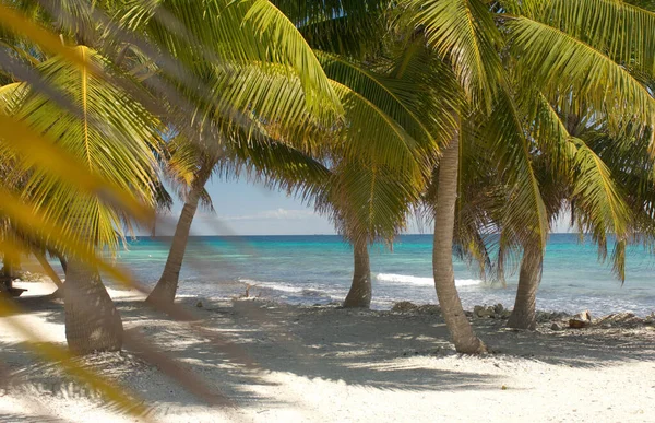 Ilha Tropical Laughing Bird Cay Mar Caribe Placencia Belize — Fotografia de Stock