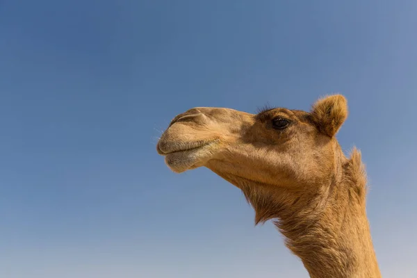 Detailní Záběr Velbloudí Hlavy Dubaj Spojené Arabské Emiráty — Stock fotografie