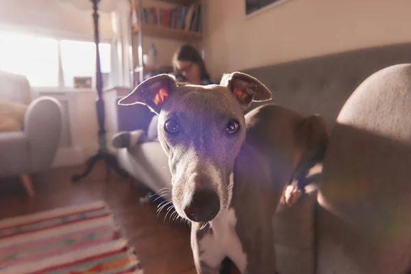 Portrait Chien Devant Propriétaire Dans Salon — Photo