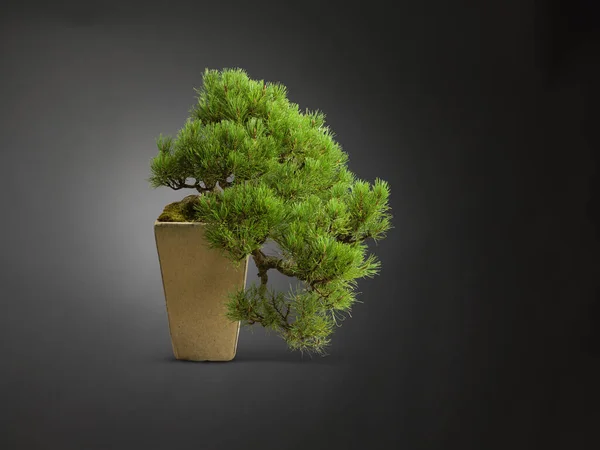 Studio Shot Bonsai Tree Tall Plant Pot — Stock Photo, Image