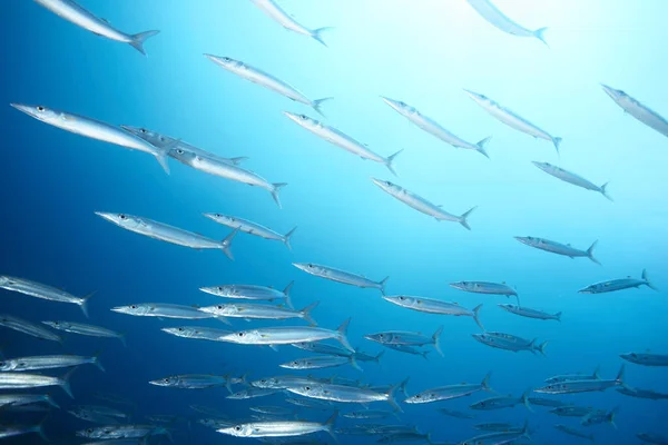 Onderwaterfoto Barracuda Zwemmen Water — Stockfoto
