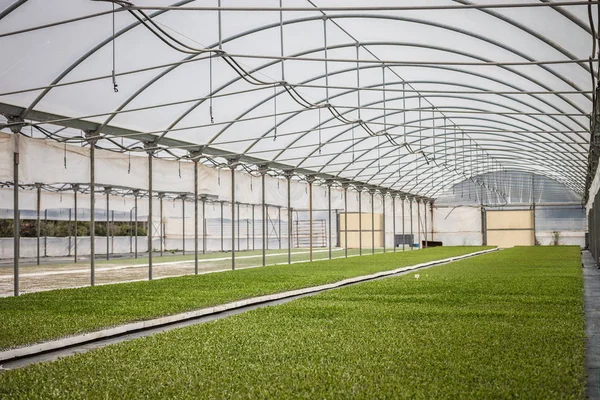 Polytunnel Avec Des Plantes Croissance — Photo