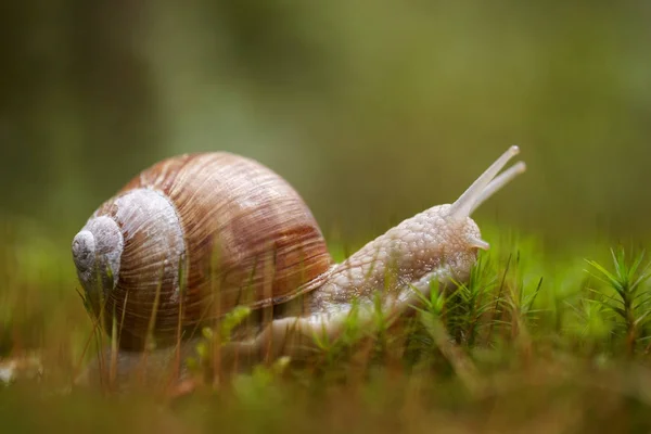 Jedno Zvíře Selektivní Zaměření — Stock fotografie