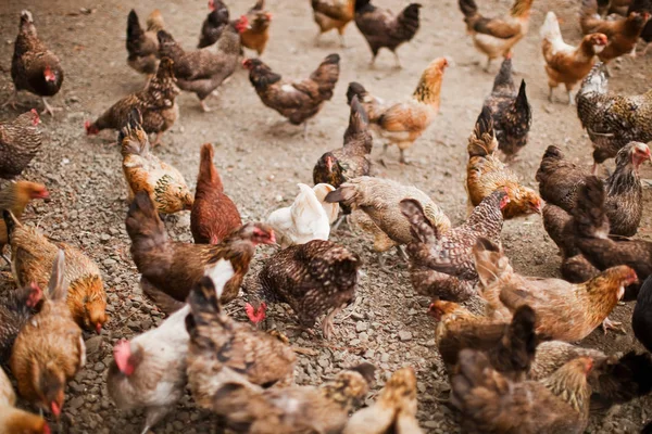 Chickens Farm — Stock Photo, Image