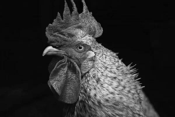 Portrait Noir Blanc Coq Regardant Latéralement — Photo