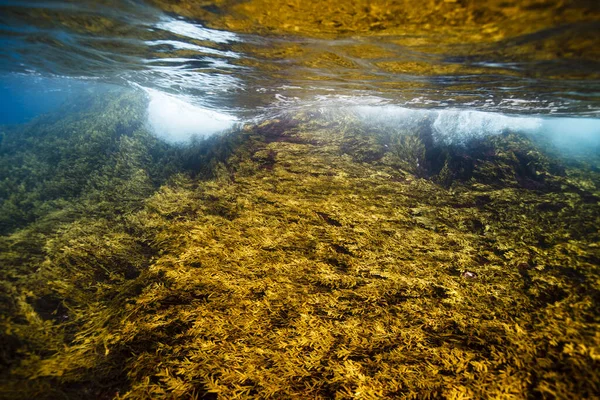 ニュージーランドの赤と茶色の海藻 潮間帯 貧しい騎士島 海洋保護区 ニュージーランド — ストック写真