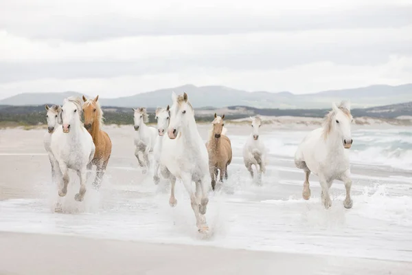 Koně Pláži — Stock fotografie