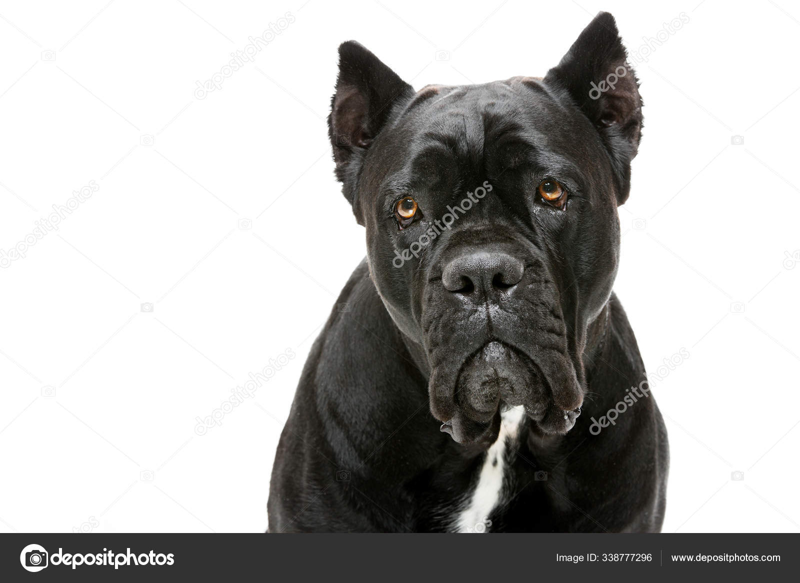 Hot cane corso pedigree Hotsell