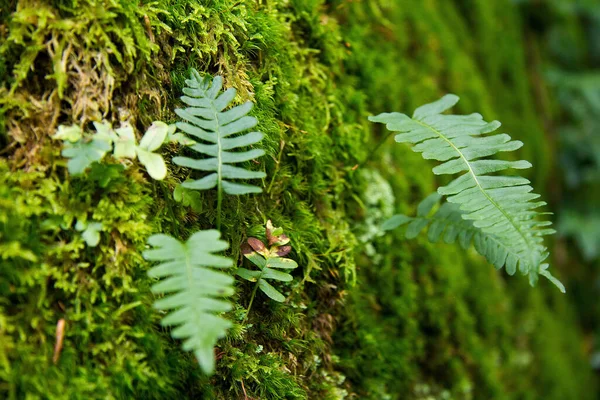 Musgo Sobre Tronco Árbol Bosque Estiria — Foto de Stock