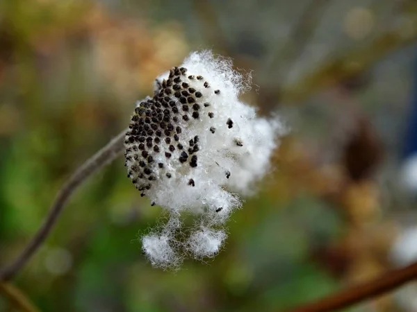 Schöne Botanische Aufnahme Natürliche Tapete — Stockfoto