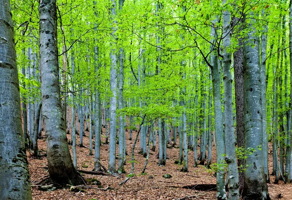 Bosque Cerca Buchenau Parque Nacional Bayerischerwald Baviera Alemania — Foto de Stock