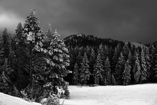 雪の木の森 丘やフィールド並んで — ストック写真