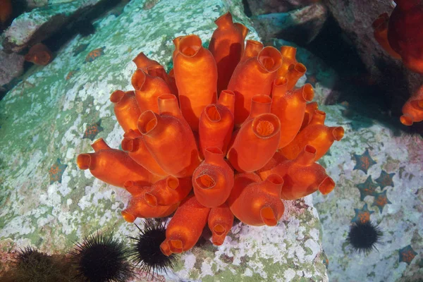 Mar Pêssego Halocynthia Aurantium Mar Japão — Fotografia de Stock