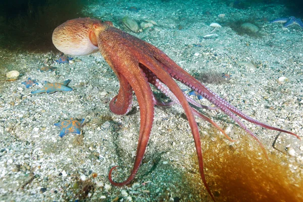 Giant Pacific Octopus Sea Japan — Stockfoto