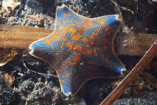 Asterina Pectinifera Bintang Laut Laut Jepang — Stok Foto