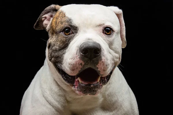 Närbild Porträtt Vuxna Amerikansk Bulldog Tittar Kameran — Stockfoto