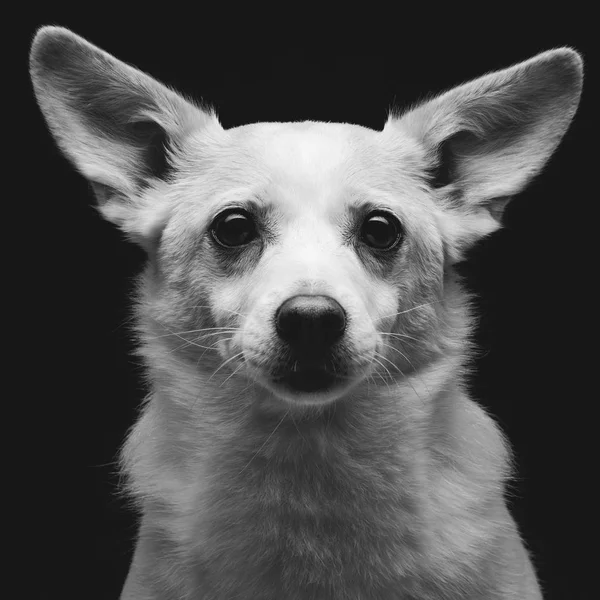 Retrato Close Belo Cão Meia Raça Branco Sobre Fundo Preto — Fotografia de Stock