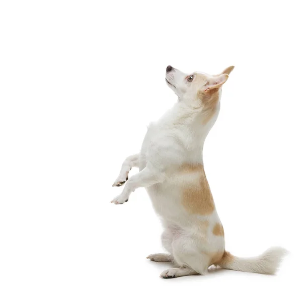 Mooie Metis Hond Zittend Achterpoten Vragend Voedsel Geïsoleerd Witte Achtergrond — Stockfoto